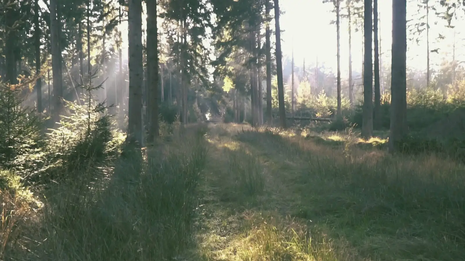 Lichtdurchfluteter Wald