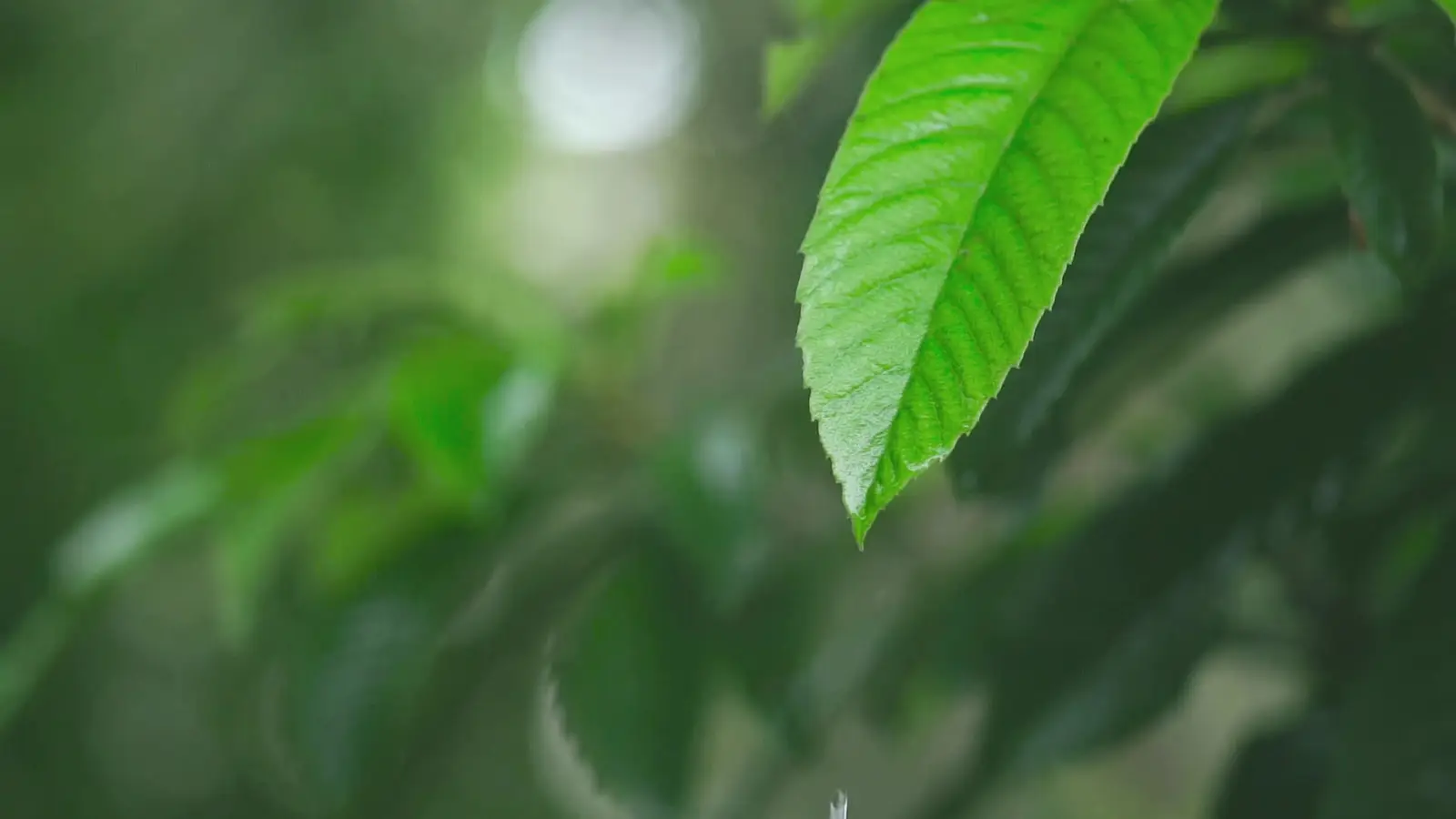 Blatt im sanften Licht